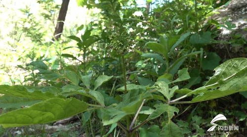 濰坊人參生態(tài)種植蓬勃發(fā)展，產(chǎn)品創(chuàng)新助力中醫(yī)藥產(chǎn)業(yè)升級