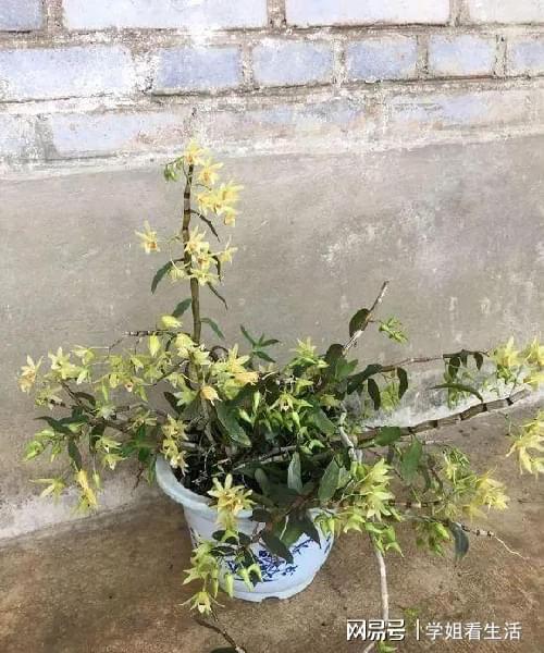 陽臺綠植新風尚 自種人參靈芝石斛與西洋參，養(yǎng)生健康觸手可及