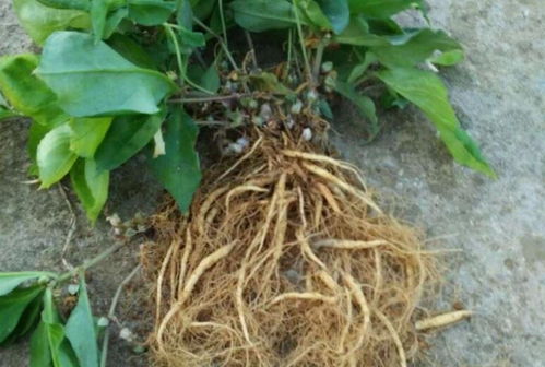 四葉參 市場價值高昂，農(nóng)民種植意愿為何低迷？